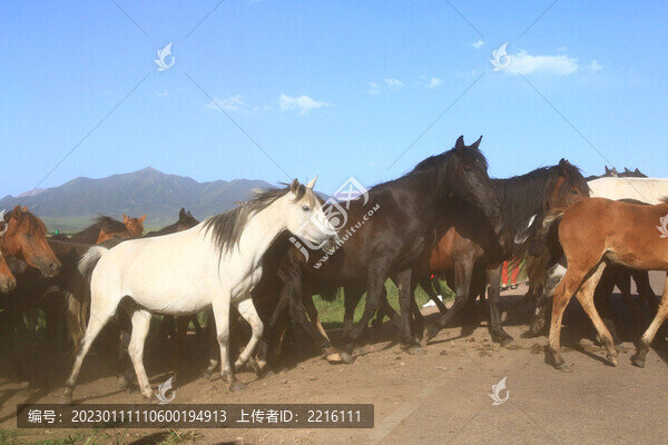 甘肅張掖山丹軍馬場
