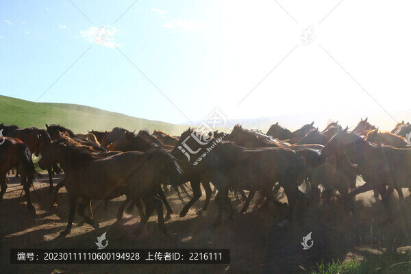甘肅張掖山丹軍馬場