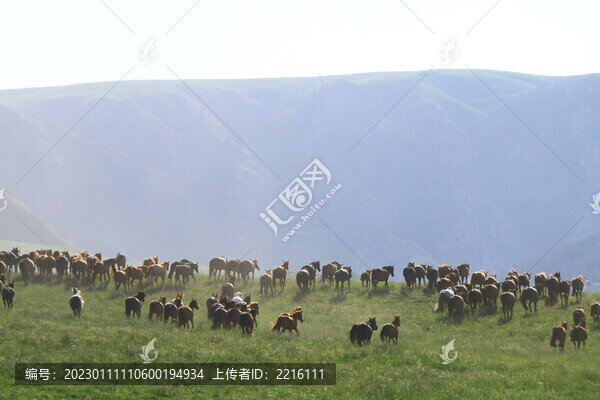 甘肅張掖山丹軍馬場