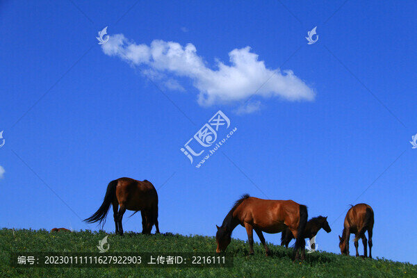 甘肅張掖山丹軍馬場(chǎng)
