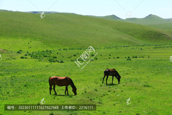 甘肅張掖山丹軍馬場