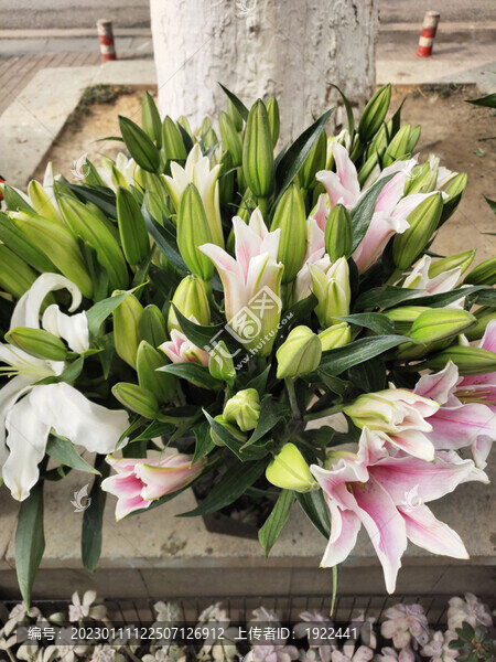 粉色百合花
