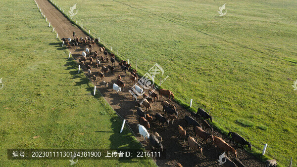甘肅張掖山丹軍馬場馬群