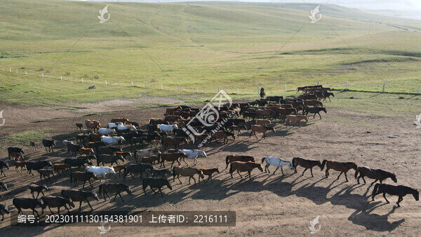 甘肅張掖山丹軍馬場馬群