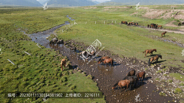 甘肅張掖山丹軍馬場馬群