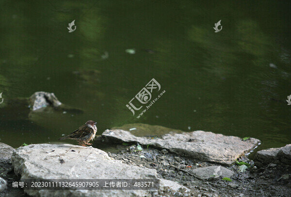 水邊的鳥