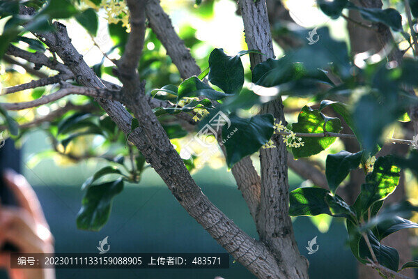 桂花