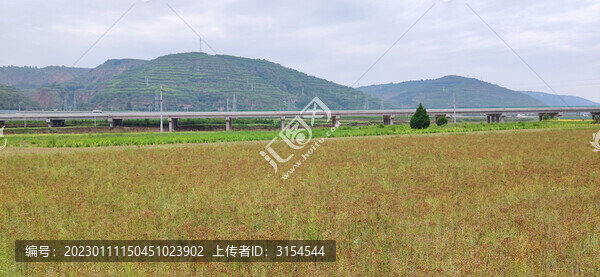 西北陜北大山里胡麻地