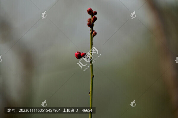 梅花綻放