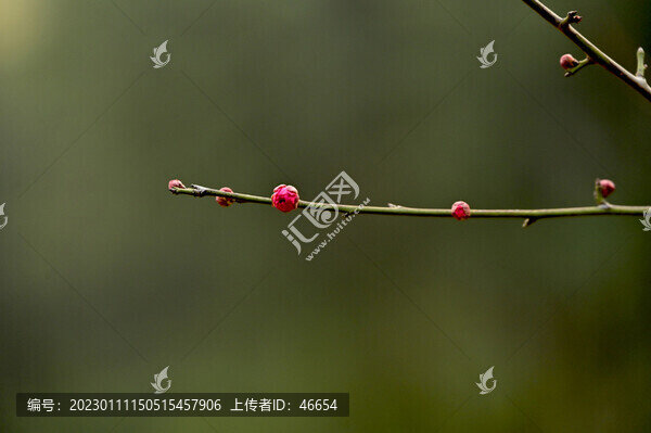 梅花綻放