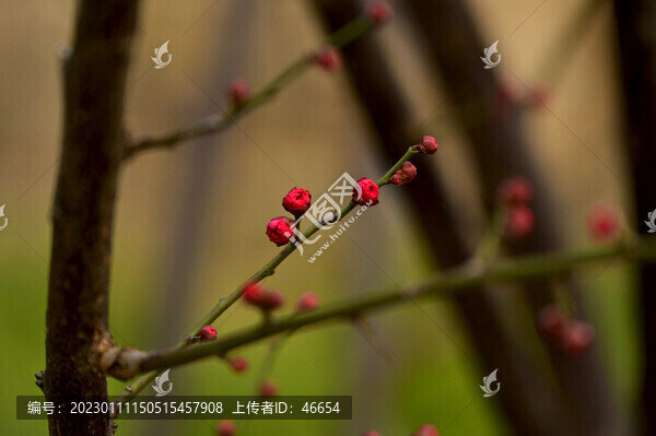 梅花綻放