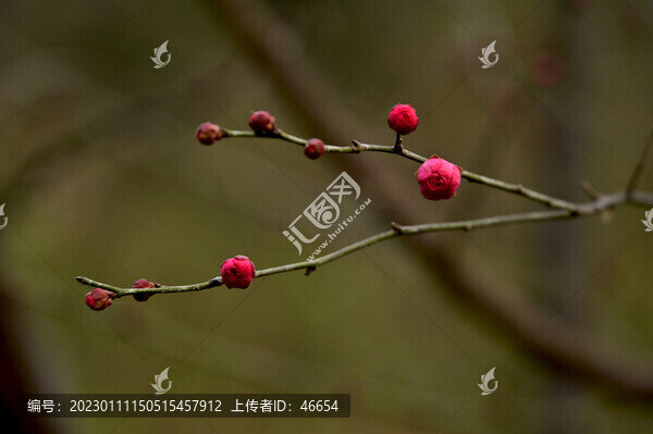 梅花綻放