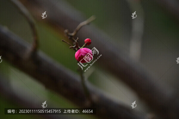 梅花綻放