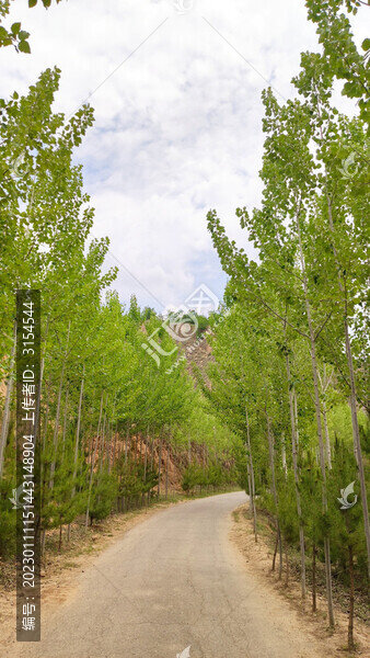 西部陜北西北大山山里林蔭小道