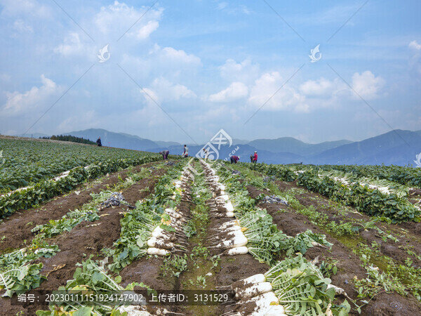 高山蔬菜
