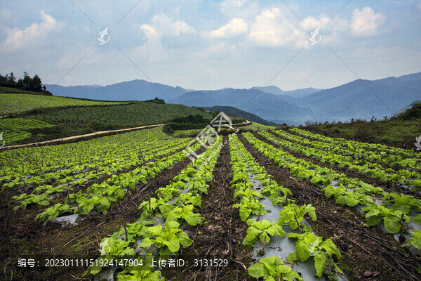 高山蔬菜