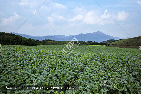 高山蔬菜