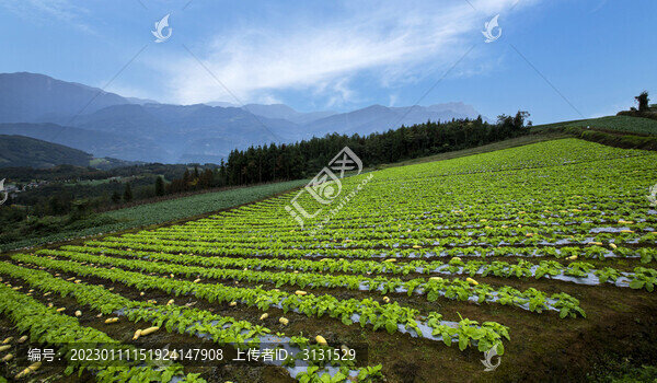 高山蔬菜