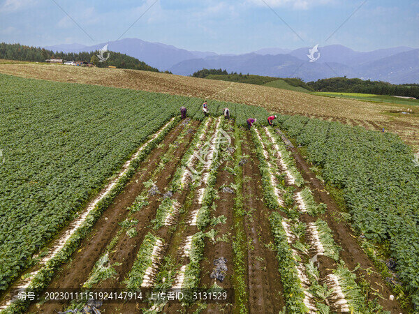 高山蔬菜
