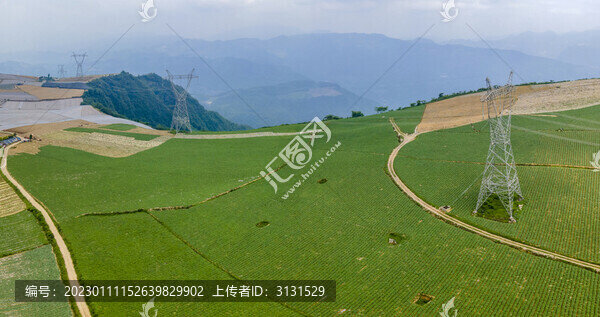 高山蔬菜