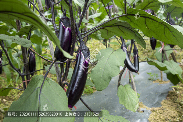 高山蔬菜