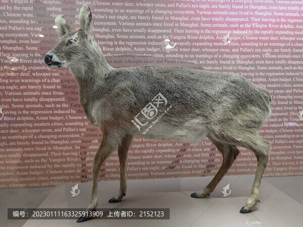 樟鹿標(biāo)本