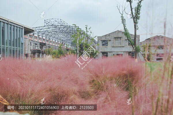 粉黛花海