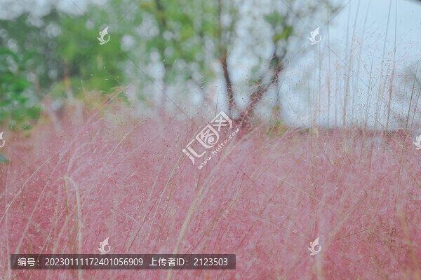 粉黛花海