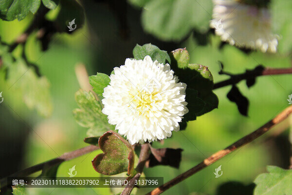野生杭菊