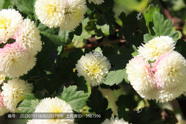 盛開的杭菊鮮花素材