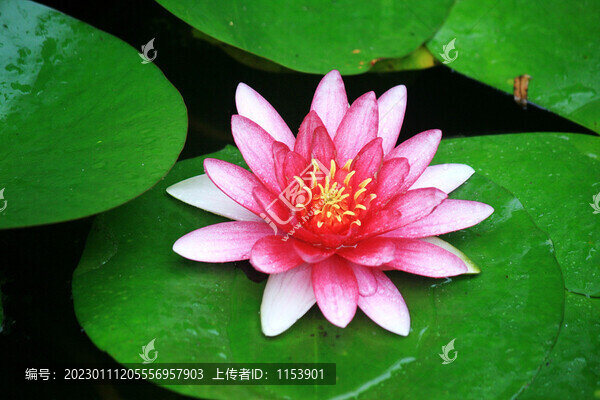睡蓮