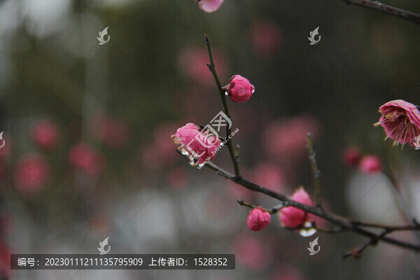梅花