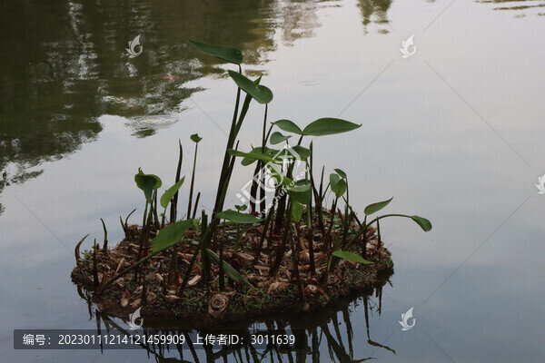 湖面綠植