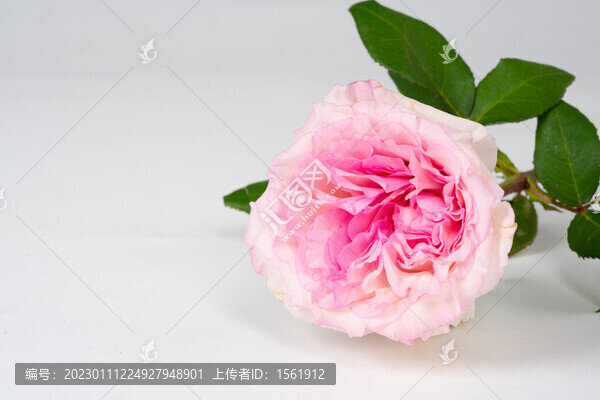 情人節(jié)玫瑰花