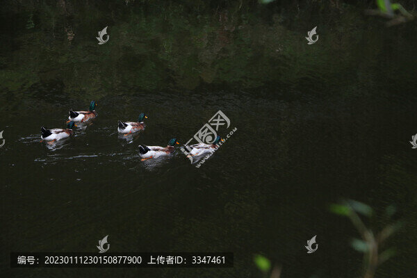 鴛鴦