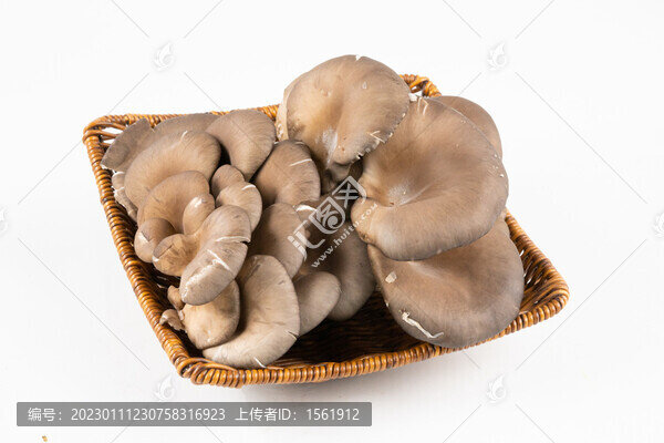 蘑菇