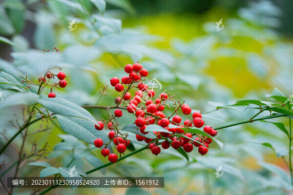 秋季紅漿果