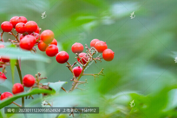 秋季紅漿果
