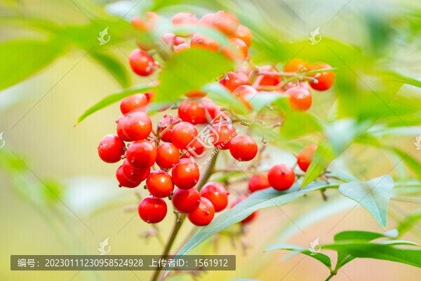 秋季紅漿果