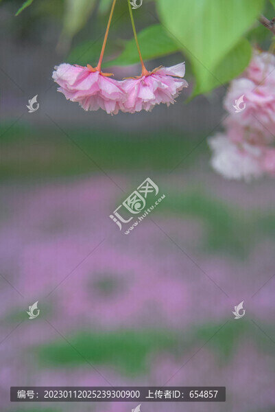 櫻花