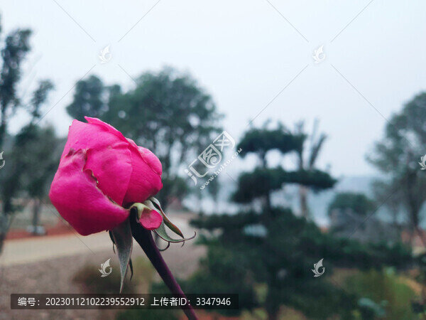玫瑰花