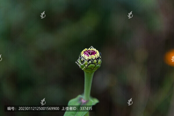 百日菊花苞