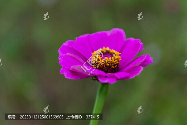 百日菊