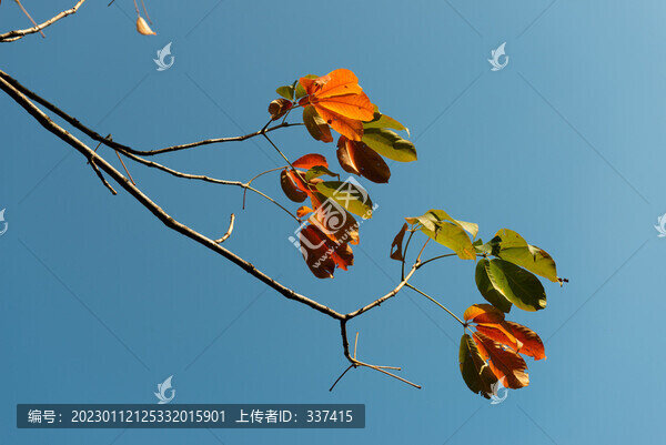 七葉樹(shù)秋葉