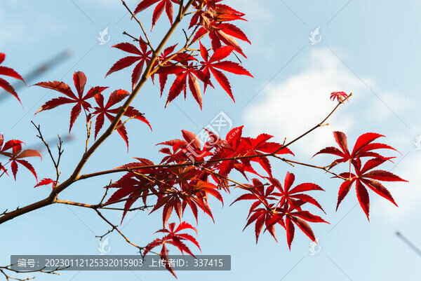 紅楓樹葉