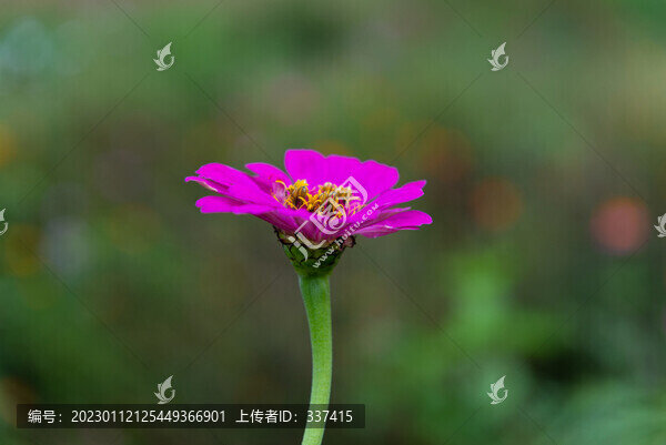 百日菊