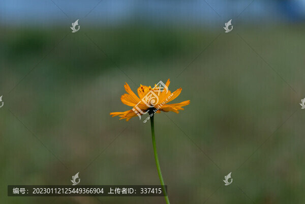 硫華菊