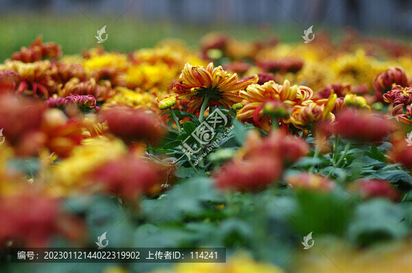 美麗的菊花