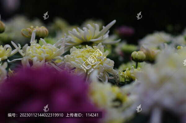 美麗的秋菊