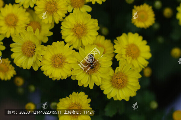 美麗的秋菊